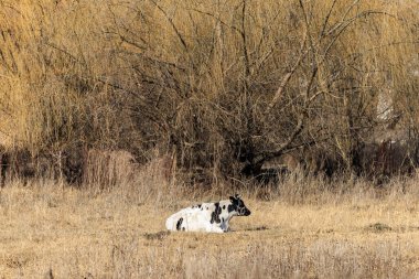 Holstein ineği kırsal alanda yapraksız söğüt ağaçlarıyla kuru tarlada dinleniyor..