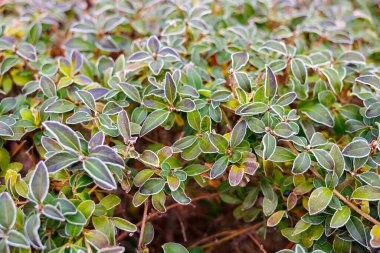 Üzerinde beyaz çizgiler olan yeşil yapraklar. Yapraklar buzla kaplı. Görüntüde soğuk ve soğuk bir hava var.