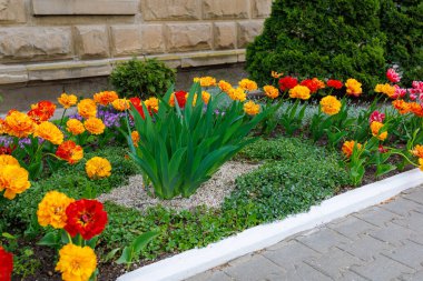 Çiçekli yatak lalelerinde çiçekler. Şehir çevresini yeşillendiriyor. Seçici odak ve kopyalama alanı olan arkaplan