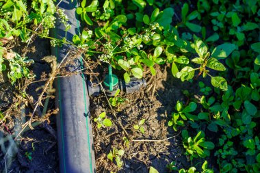 Yerde bazı bitkilerin yanında yeşil bir hortum var.