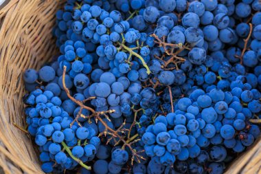 Şarap üretimi için sepetteki üzümler. Seçici odaklı arkaplan ve metin için alanı kopyala