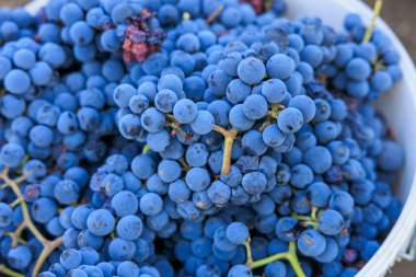 Şarap üretimi için üzümlere yakın çekim. Seçici odaklı arkaplan ve metin için alanı kopyala