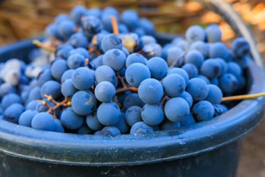 Bir kovada şarap üretimi için üzüm. Seçici odaklı arkaplan ve metin için alanı kopyala