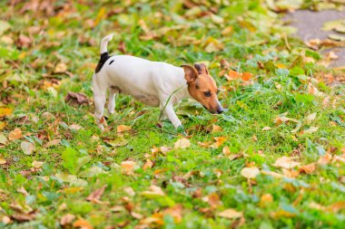 Şirin bir Jack Russell Terrier köpeği doğada yürüyor. Seçici odaklı evcil hayvan portresi ve metin için alanı kopyala
