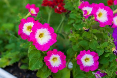 Sarı merkezli bir demet pembe ve beyaz çiçek. Çiçekler bir bahçede ve yeşil yapraklarla çevrili.