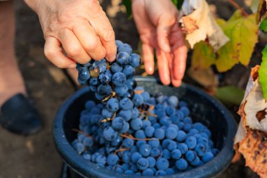 Şarap üretimi için üzüm topluyorum. Seçici odaklı arkaplan ve metin için alanı kopyala
