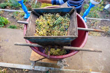 Ev yapımı şarap üretiminde bir öğütücüde üzüm. Seçici odaklı arkaplan ve metin için alanı kopyala