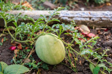 Beyaz çiftlik karpuzu. Seçici odaklı arkaplan ve metin için alanı kopyala