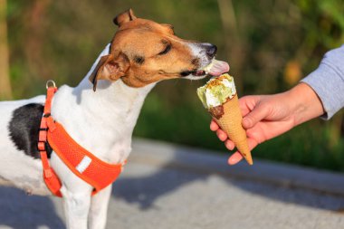 Jack Russell Terrier cinsinin bir köpeği dondurma yer. Seçici odaklı hayvan portresi ve metin için alanı kopyala