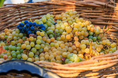 Şarap üretimi için beyaz üzüm sepeti. Seçici odaklı arkaplan ve metin için alanı kopyala