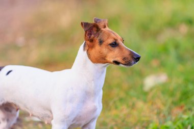Şirin bir Jack Russell Terrier köpeği doğada yürüyor. Seçici odaklı evcil hayvan portresi ve metin için alanı kopyala