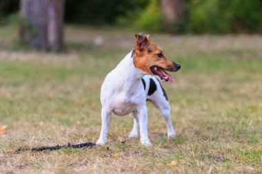 Tatlı bir Jack Russell Terrier köpeği ormandaki bir açıklıkta yürüyor. Seçici odaklı evcil hayvan portresi ve metin için alanı kopyala