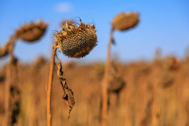 Petrol üretimi için ayçiçekli tarla. Seçici odaklı arkaplan ve metin için alanı kopyala