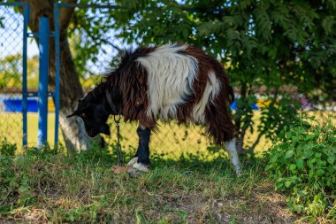 Bir köyde bir keçi çitin yakınında otluyor. Seçici odaklı arkaplan ve metin için alanı kopyala