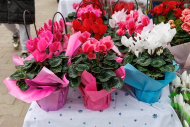 Masada pembe, beyaz ve mavi çiçekli üç saksı var.