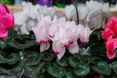 Bir vazoda bir demet pembe ve beyaz çiçek var. Çiçekler bir buketin içindeymiş gibi görünmelerini sağlayacak şekilde düzenlenmiş.