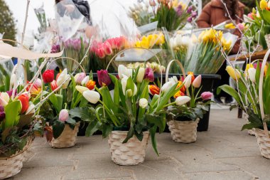 Lale ve diğer çiçeklerle dolu bir sıra çiçek sepeti. Sepetler tuğla zeminde düzgün bir sıra halinde dizildi.