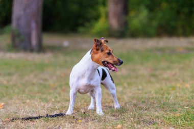 Tatlı bir Jack Russell Terrier köpeği ormandaki bir açıklıkta yürüyor. Seçici odaklı evcil hayvan portresi ve metin için alanı kopyala