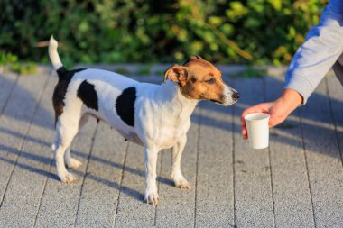 Bir köpeğe sıcakta içecek bir şey verme fikri. Hayvanlarla ilgilenmek. Seçici odaklı evcil hayvan portresi ve metin için alanı kopyala