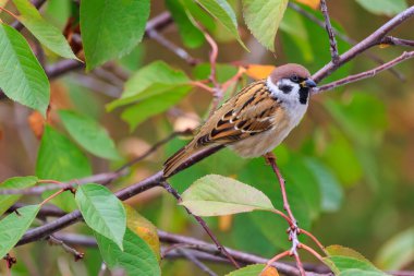 Kahverengi ve beyaz bir kuş bir dala tünemiştir. Kuş küçük ve kahverengidir, beyaz bir göbeği vardır. Yeşil yapraklarla çevrili, yapraklı bir dalda oturuyor. Sükunet ve huzur kavramı