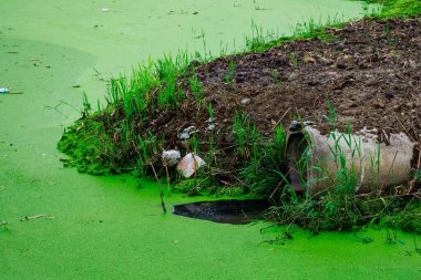 Üzerinde boru olan yeşil bir gölet. Boru yeşil alglerle kaplı. Gölet çimen ve toprakla çevrili.