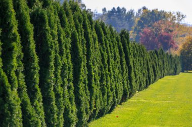 Yeşil yapraklı ve aralarında yeşil çimenli bir alan olan bir sıra daima yeşil ağaçlar. Ağaçlar uzun ve yoğundur, doğal bir bariyer oluştururlar.