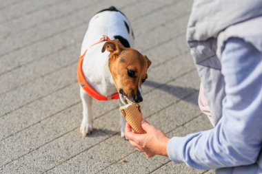 Jack Russell Terrier cinsinin bir köpeği dondurma yer. Seçici odaklı hayvan portresi ve metin için alanı kopyala