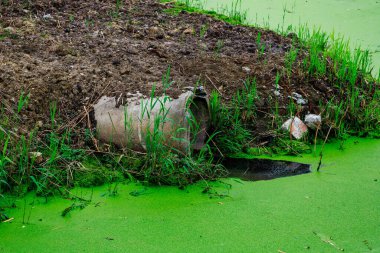 Üzerinde boru olan yeşil bir gölet. Boru yeşil alglerle kaplı. Gölet çimen ve toprakla çevrili.