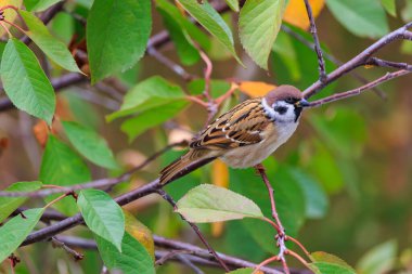 Kahverengi ve beyaz bir kuş bir ağacın dalına tünemiştir. Kuş yere doğru bakıyor.