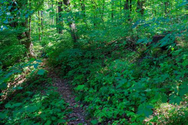 İçinden yol geçen bir orman. Yol ağaçlar ve çalılarla çevrili. Orman yemyeşil ve yemyeşil, güneş ışığı yaprakların arasından süzülüyor.