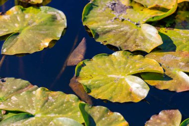 Bir sürü nilüfer yaprağı ve suda yüzen bir balıkla dolu bir gölet. Zambak yaprakları yeşil ve su koyu mavi.