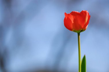 Canlı kırmızı lale, açık mavi gökyüzüne karşı tek başına çiçek açıyor..