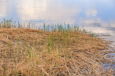 Sazlıklar ve yansıtıcı su yüzeyiyle sakin göl manzarası.
