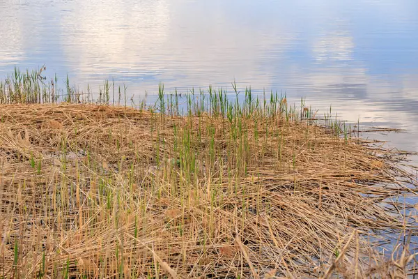 Sazlıklar ve yansıtıcı su yüzeyiyle sakin göl manzarası.