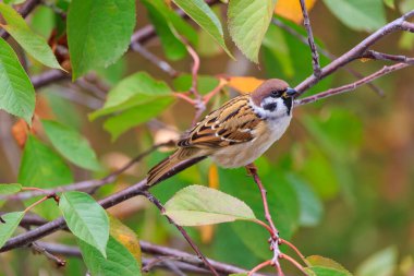 Kahverengi ve beyaz bir kuş bir ağacın dalına tünemiştir. Kuş küçük ve kahverengidir, beyaz bir göbeği vardır. Ağaç yeşil yapraklarla dolu ve kuş yapraklarla çevrili.