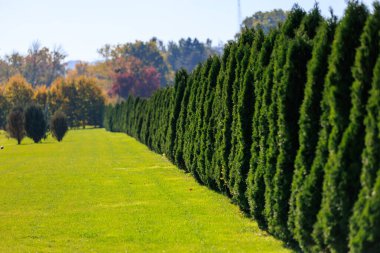 Yeşil bir çit, çim tarlasını ormandan ayırır. Çit uzun ve gür, mahremiyet ve inzivaya çekilme hissi yaratıyor.