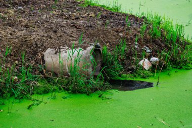 Üzerinde boru olan yeşil bir gölet. Boru yeşil alglerle kaplı. Gölet çimen ve toprakla çevrili.