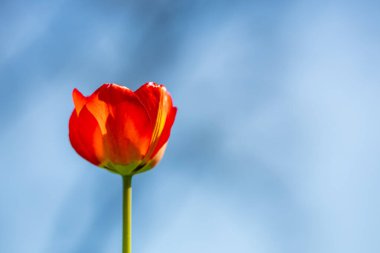 Baharda açık mavi gökyüzüne karşı canlı kırmızı lale.