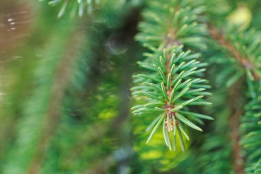 Yeşil çam iğnelerinin doğal güneş ışığında bir dala yakın çekimi.