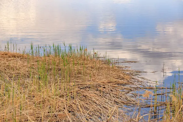 Sazlıklar ve yansıtıcı gökyüzü ile sakin göl kenarı.