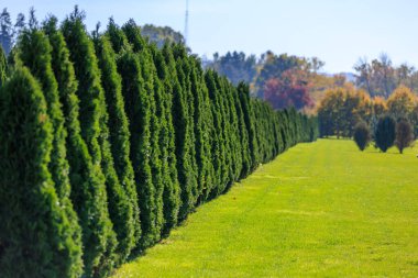 Arasında yeşil çimenlik bir tarla olan bir sıra yeşil ağaç. Ağaçlar uzun ve yeşil, çimenler gür ve yeşildir. Sahnenin huzurlu ve huzurlu bir havası var.
