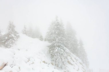 Sisli kış manzarasında karla kaplı çam ağaçları.