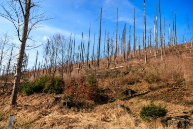 Ormansız arazi, seyrek bitki örtüsü ve mavi gökyüzü..