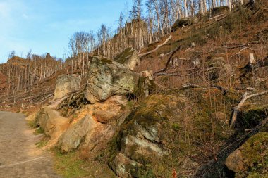 Güneşli bir günde çıplak ağaçlarla ve patikayla kayalık tepe manzarası.