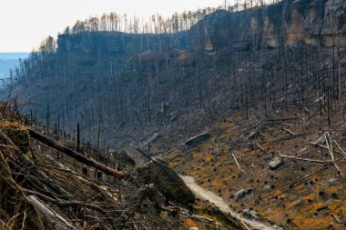 Yanmış orman ve engebeli araziyle çorak bir arazi..