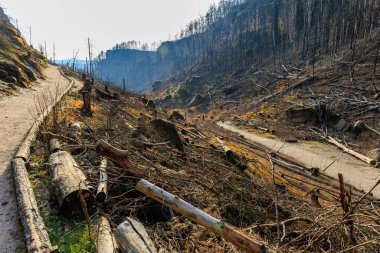 Devrilmiş ağaçlar ve dağlık arazi ile kavrulmuş orman manzarası.