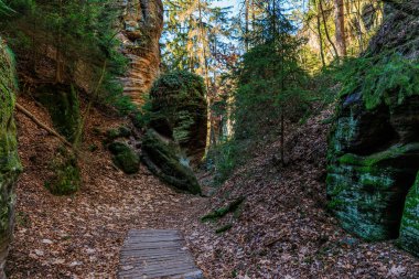 Sakin orman yolu yosunlu kayaların ve gölgeli bir ormanlık alandaki uzun ağaçların arasında..