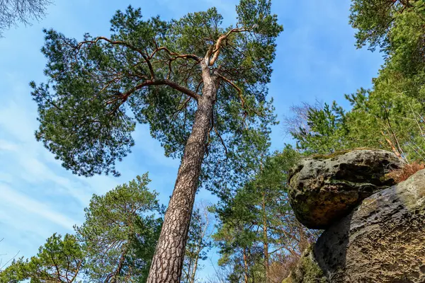 Orman ve kaya oluşum manzarasında mavi gökyüzüne çam ağacı dayanıyor.