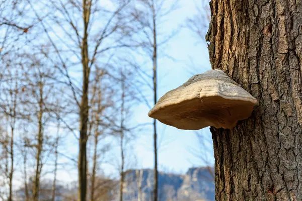 Ormanda verimli ağaç mantarları ve arka planda çıplak ağaçlar..