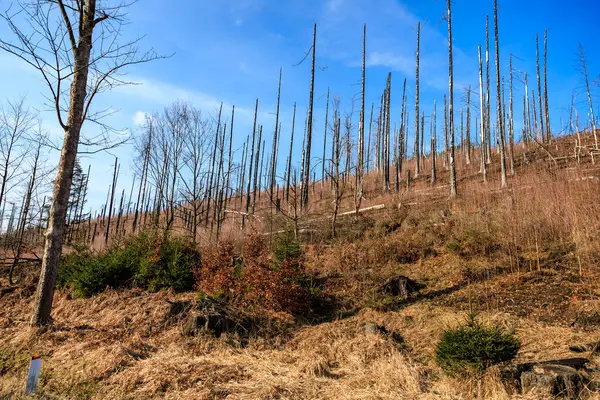 Ormansız arazi, seyrek bitki örtüsü ve mavi gökyüzü..